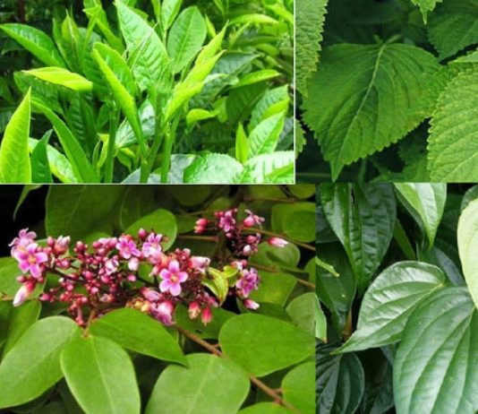 20+ những loại lá tắm cho trẻ em hiệu quả chắc chắn mẹ phải biết tam-tre-so-sinh-bang-la-gi-tot-3
