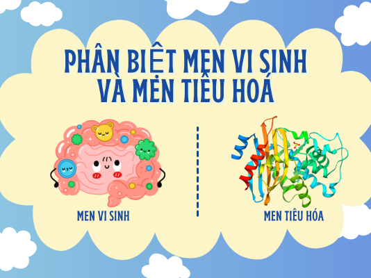 phan-biet-men-vi-sinh-va-men-tieu-hoa-7